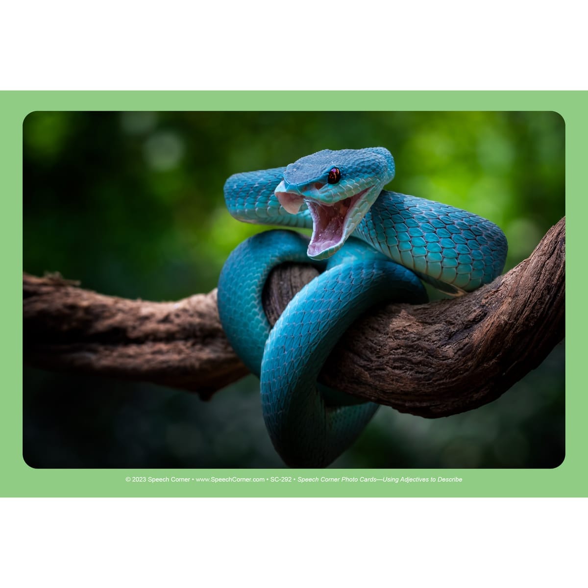 Using Adjectives to Describe - Speech Corner Photo Cards - Image 3