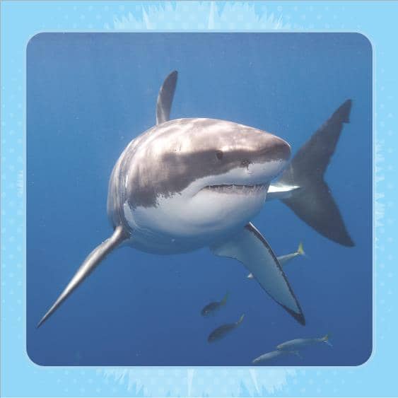 Hiding Hat - Image 8